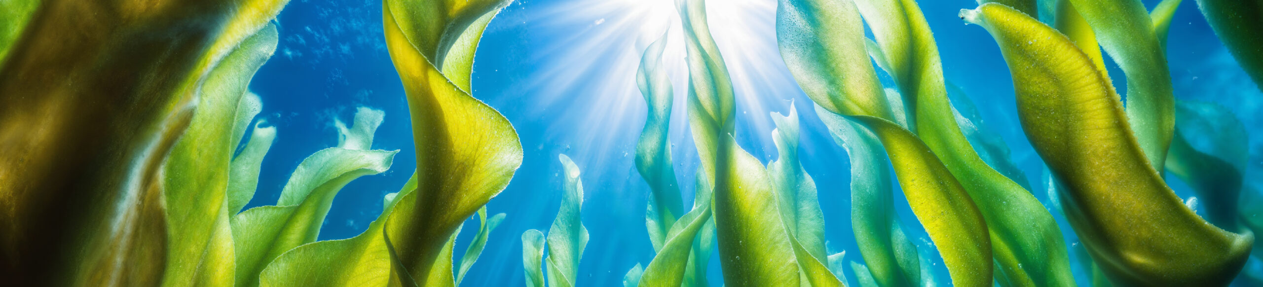 Swissgarde-Seaweed Banner-43